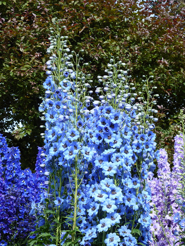 grančica, plava, cvijet, cvatu, hahnenfußgewächs, ljubičasta, cvijet