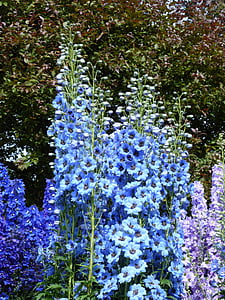 larkspur, μπλε, άνθος, άνθιση, hahnenfußgewächs, μωβ, λουλούδι