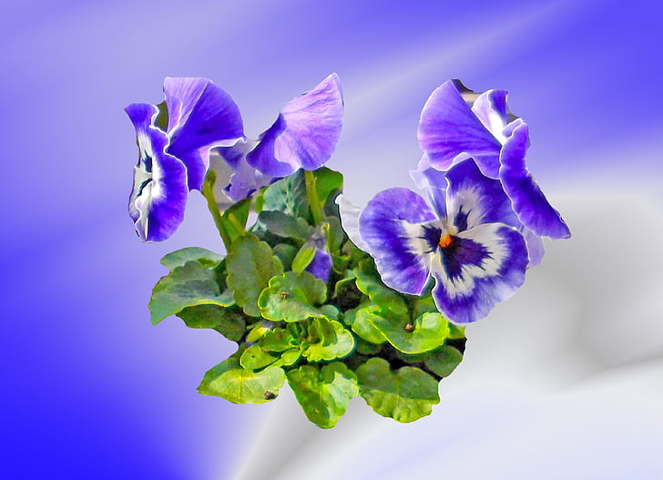 pansy, flower, spring, blossom, bloom, purple, small