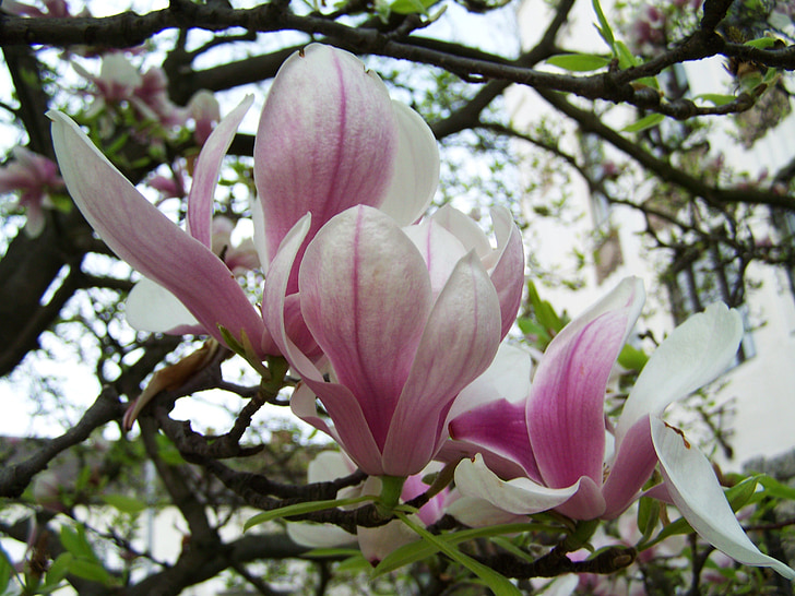 magnolijas zieds, Pavasaris, augu, daba, magnolijas, ziedlapas, rozā krāsa