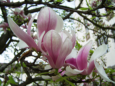Magnolia blomma, våren, Anläggningen, naturen, Magnolia, kronblad, rosa färg