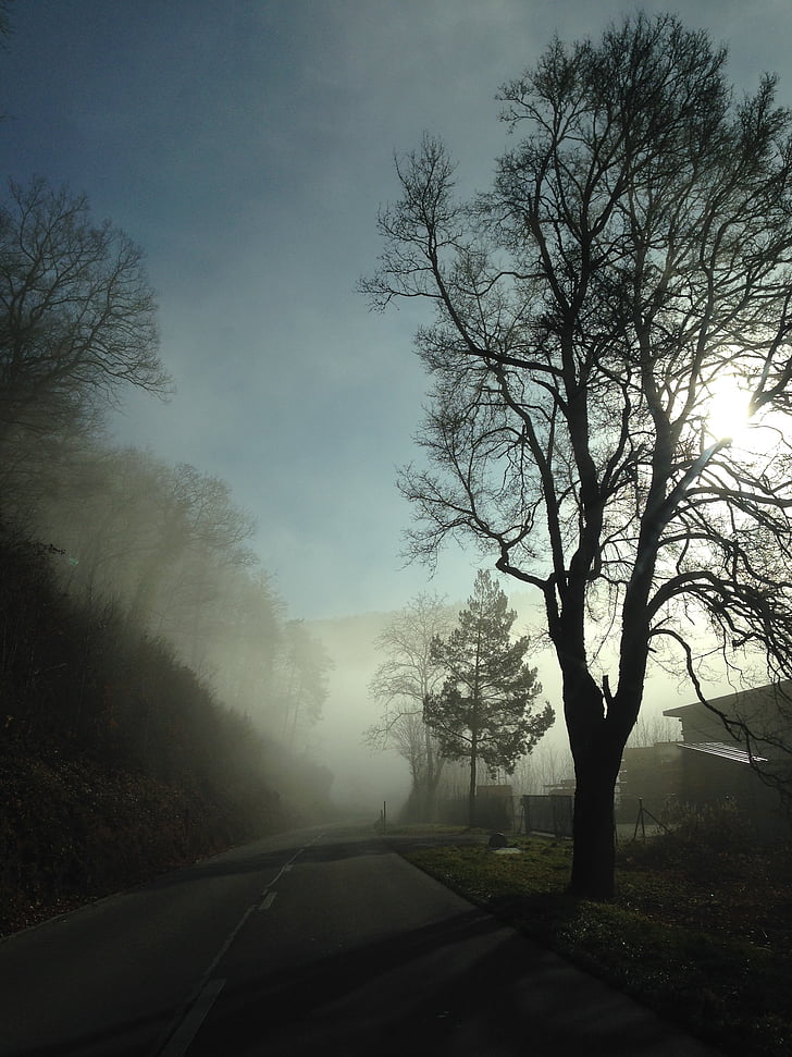 fog, tree, mood