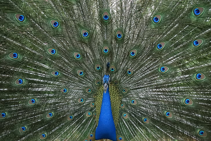 Pav, ples, perje, Peacock feather, pero, fanned, ena žival