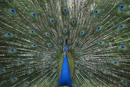 Peacock, tanssi, höyhenpeite, riikinkukko sulka, sulka, fanned ulos, yksi eläin