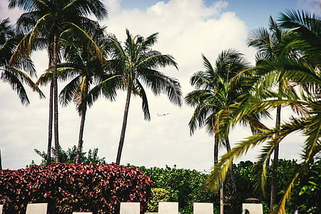 Palm, træer, buske, Lounge, stole, Tropical, palmer