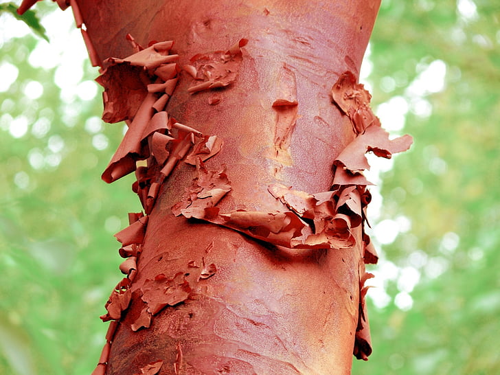 bark, peeling, red, tree, curl, flake, abstract