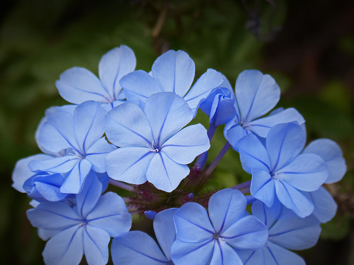 biru bunga, komposit bunga, Salon Kecantikan, detail