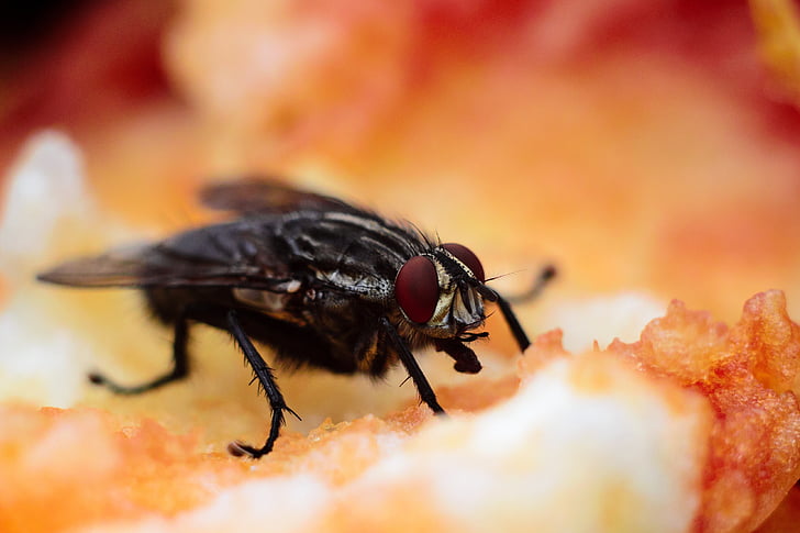 bug, πολύχρωμο, Τρώγοντας, τα μάτια, μύγα, φρούτα, έντομο