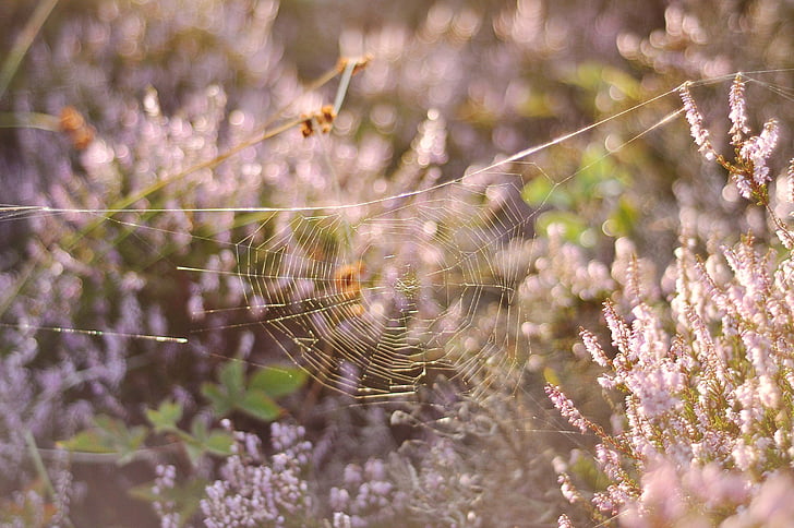 aizmiglot, zirnekļa tīkls, ziedi, karājās, kukainis, makro, rozā
