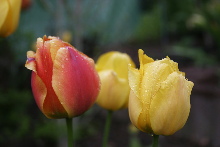primavera, registro público, flora, lluvia, gota de agua, Tulip, tulipanes