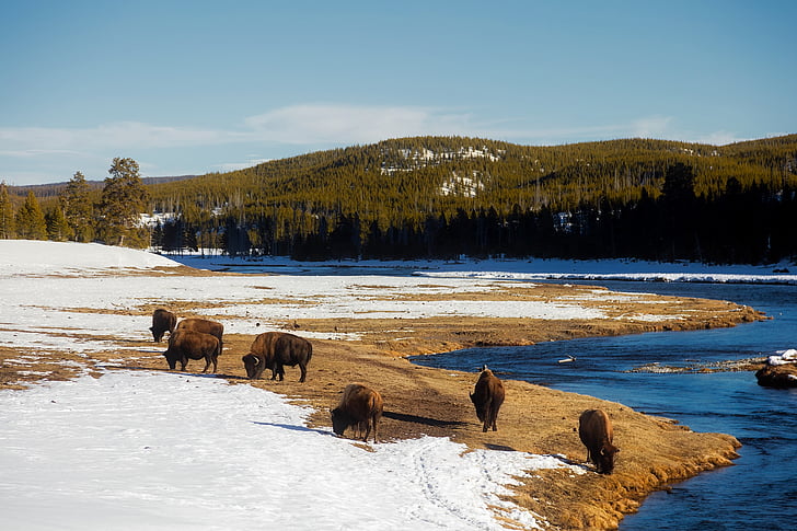 Yellowstone, Národní park, cestování, cestovní ruch, sníh, Zimní, LED