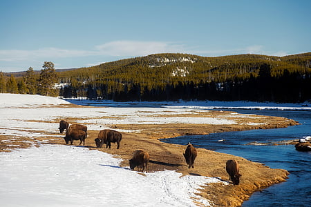 Yellowstone, rahvuspark, Travel, Turism, lumi, talvel, jää