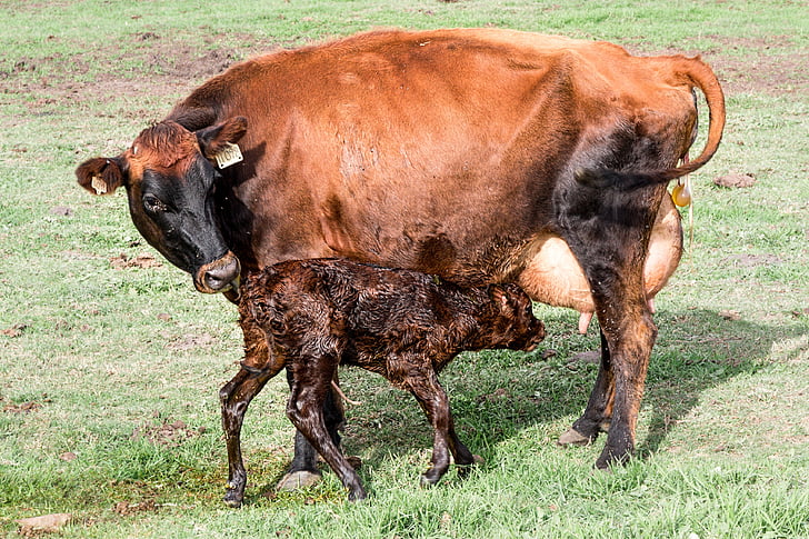 krava, tele, novorojenčka tele, Kmetija, živali, goveje meso, kmetijstvo