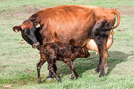 Корова, теленок, Новорожденный теленок, ферма, животное, говядина, Сельское хозяйство