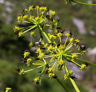 kukaiņi, lido, muša, lidot uz augu, Pirenejos blakus aneto, aneto, Pyrénées