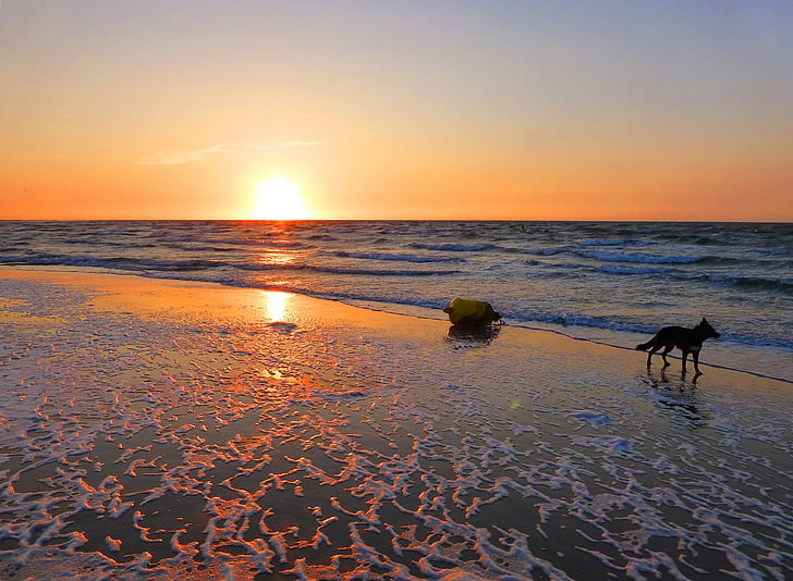 coucher de soleil, plage, Zeeland, Holland, chien, mer du Nord