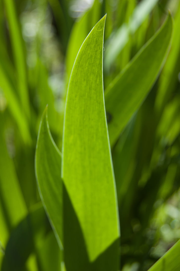 Iris blade, Iris, blade grøn, baggrund af blade, natur, blad, grøn farve