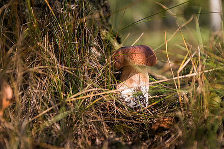 mushrooms, forest, the collection of, collect, autumn, poisoning