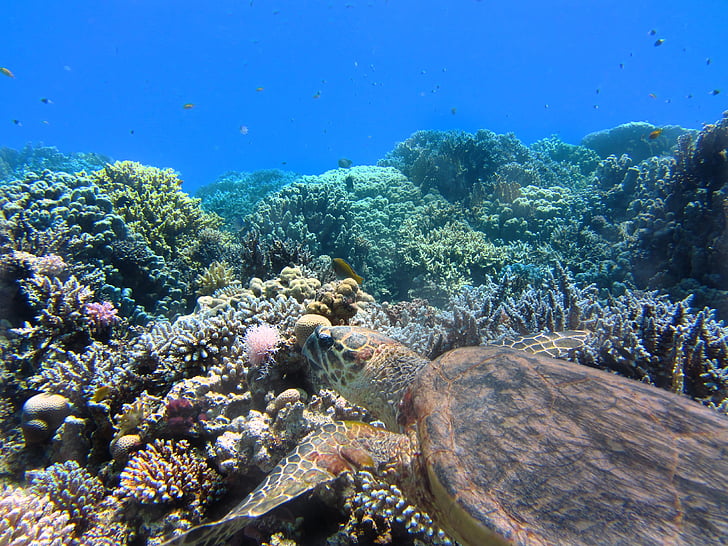 Schildkröte, Meer, Unterwasser, Koralle, Ozean