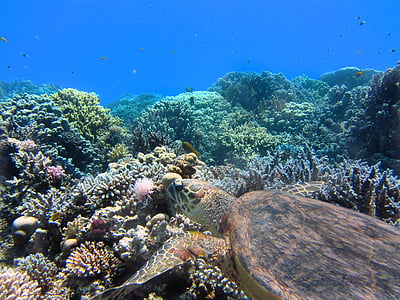 turtle, sea, underwater, coral, ocean
