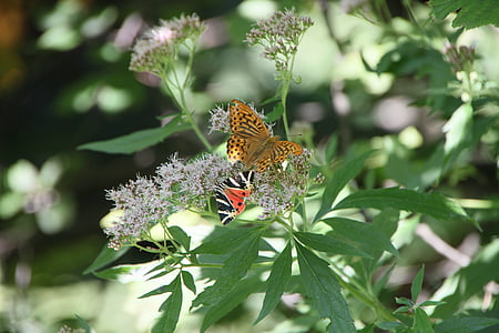 Arctiidae, sommerfugl, cannabinum, Hjortetrøst, euplagia, blomster, Jersey