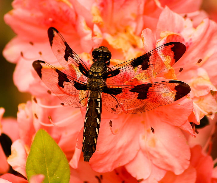 ruskea dragonfly, plathemis lydico, hyönteinen, siipi, Wildlife, bug, pieni