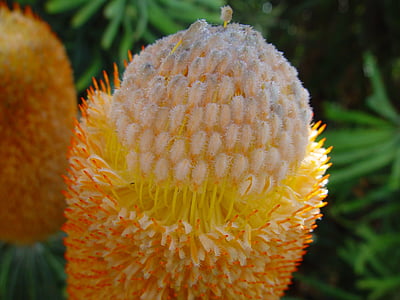 banksia, blossom, bloom, flower, nature, flora, yellow