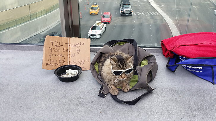 begging, cat, vegas
