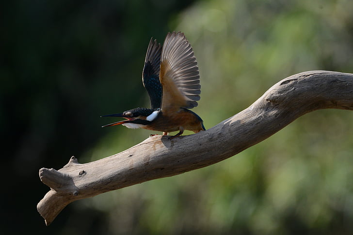 Kingfisher, jauns, hanam pilsēta, vienam dzīvniekam, savvaļas dzīvnieku, savvaļas dzīvniekiem, dzīvnieku motīvi