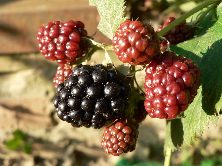 BlackBerry, natur, bær, sommer