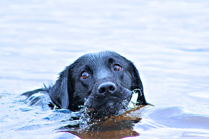 svømning, Tampa florida, hund, vand, Labrador, hvalp, kæledyr