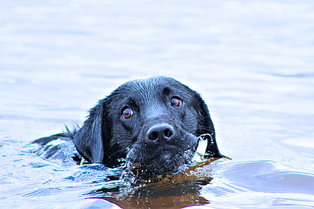 plávanie, Tampa florida, pes, vody, Labrador, šteňa, Domáce zvieratá