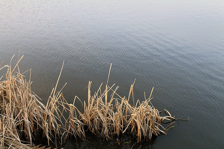 Reed, vatten, landskap, vatten