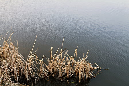 reed, water, landscape, waters