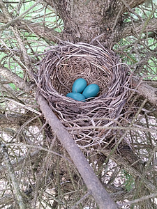 earth day, bird nest, eggs, earth, nest, nature, bird