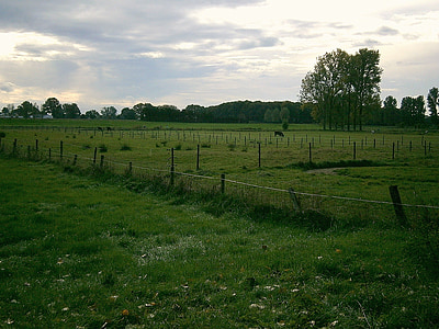 đồng cỏ, Meadow, con bò, con bò, động vật, cảnh quan, hàng rào