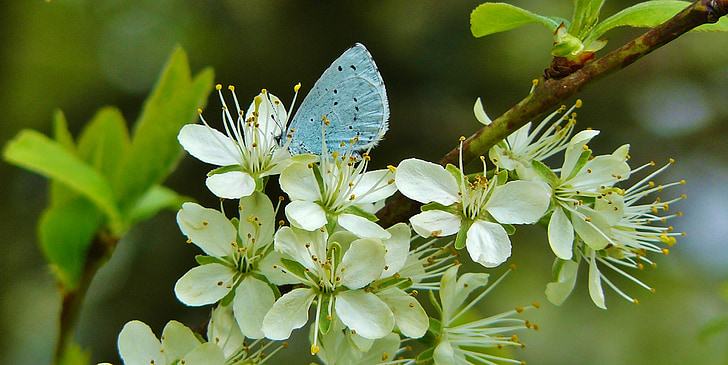 Argus bleu, papillons, Lycaenidae, teinte bleue, aile, papillon, animal