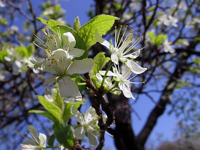 树, 花, 花蕾, 杏, 春天, 白色, 自然