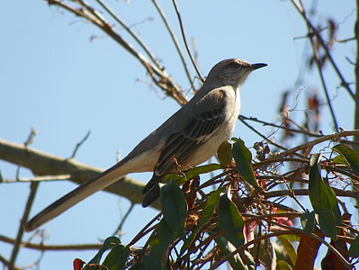 Mockingbird, πουλί, ζώο, φτερό, που φέρουν, στέκεται, φτερωτό