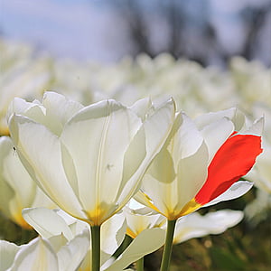 tulpe, Tulipa, puķe, balta, sarkano lapu, ķēms dabas