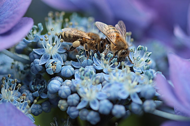lebah, lebah madu, api, serangga, nektar, bunga, hydrangea