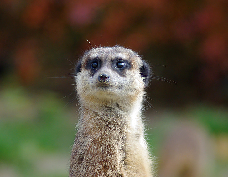 Meerkat, animal, jardim zoológico, curioso, peles, guarda, Tiergarten