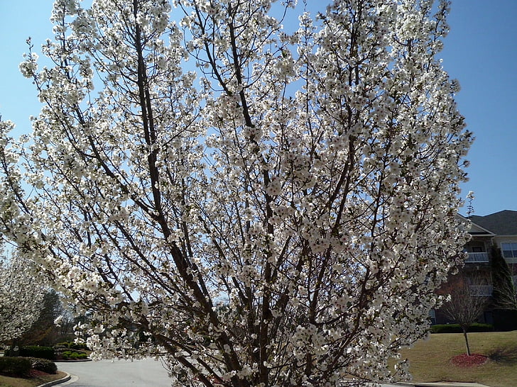 Весна, Природа, Кизил, дерево
