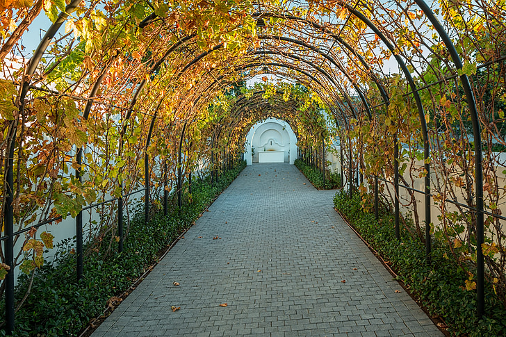 vinograd, vinova loza, grožđe, nadsvođeni prolaz, tunel, žetva, jesen
