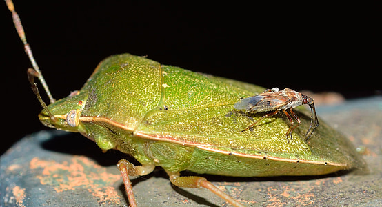 insectes, Hemiptera, bug, vert, Nezara