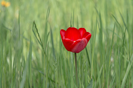 Tulip, kvet, kvet, jar, kvet, červená, rastlín