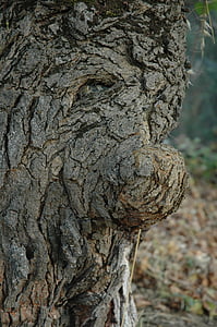 δέντρο, πρόσωπο, παραμύθι, παλιά, ηλικιωμένοι, sprookjesachtg, φύση