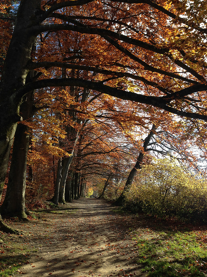 lasu, Natura, od, jesień, drzewa, Zollikon, Zurych
