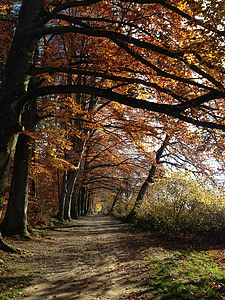 森林, 自然, 走了, 秋天, 树木, zollikon, 苏黎世