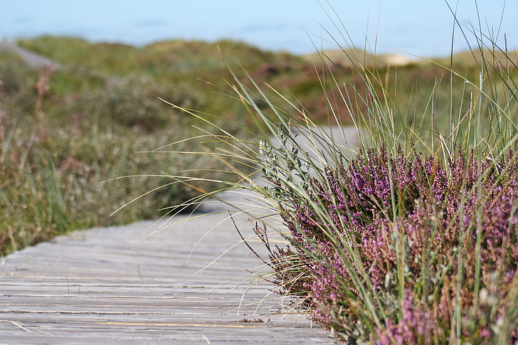 heide, away, boardwalk, amrum, heather, path, dunes